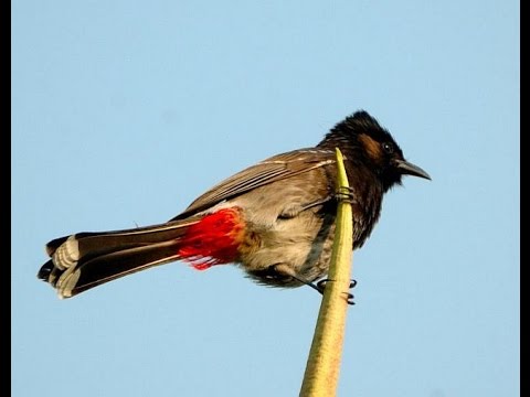          ,     Red-vented Bulbul