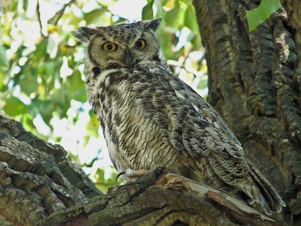      ,      Great Horned Owl