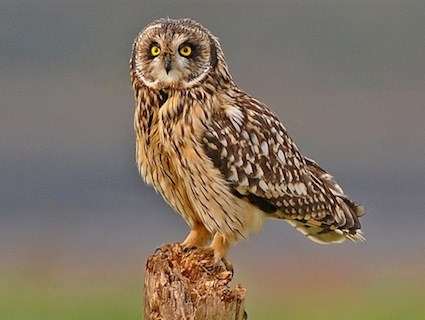    ,   Owl