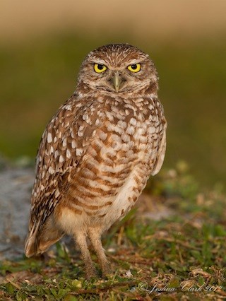     ,     Burrowing Owl