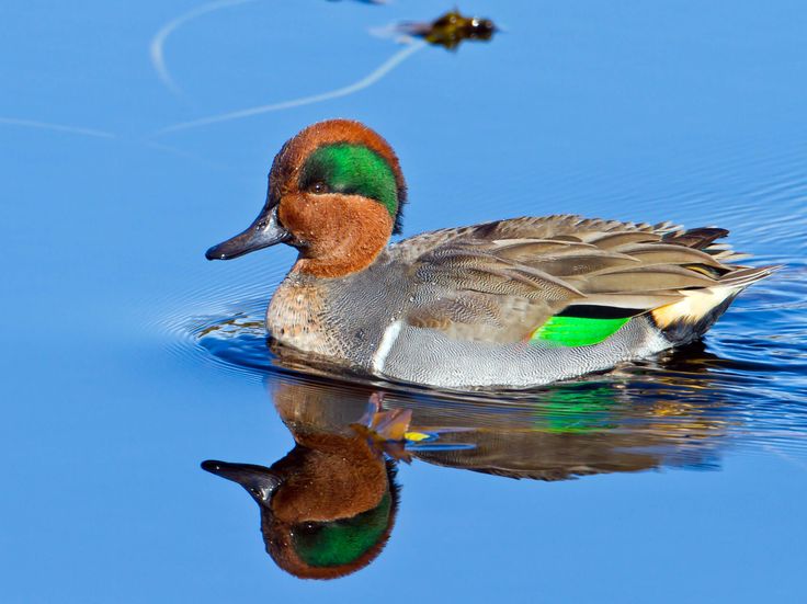       ,      Green Winged Teal