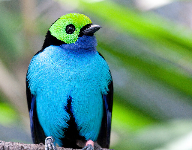    ,      Paradise Tanager