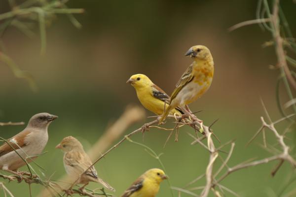     Golden Sparrow ,      