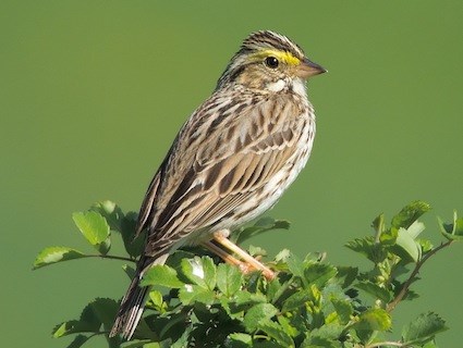      ,     Savanna Sparrow