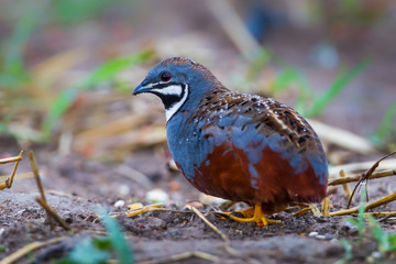      Painted ,      Blue-breasted Quail