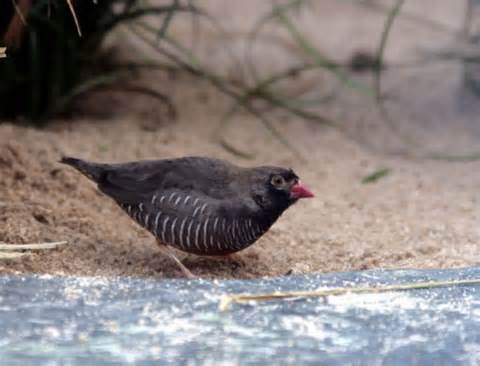 صور طائر السمان الأسود الذقن Black-chinned Quail Finch , معلومات عن الطائر السمان الأسود الذقن