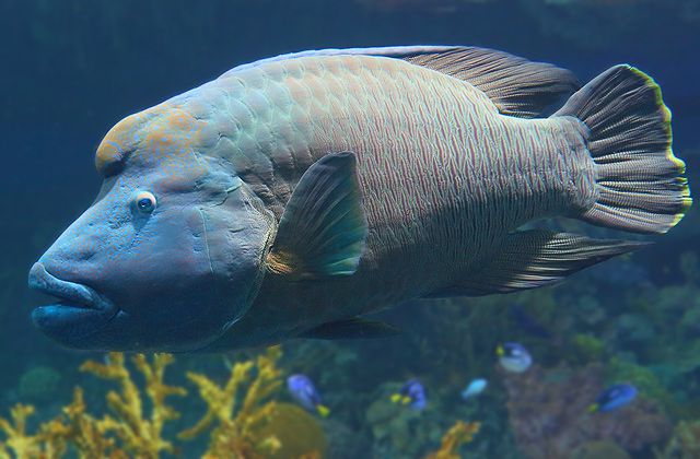 معلومات عن سمكة اللبروس , صور سمكة اللبروس Creole Wrasse