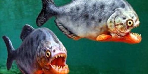 معلومات عن سمكة البيرانا اكلة لحوم البشر , صور سمكة البيرانا