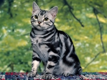 صور قطط كيوت , صور قطط جميلة , 2023 Cats wallpapers
