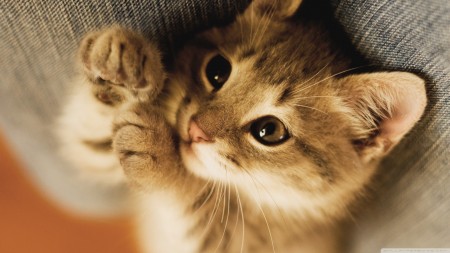 صور قطط صغيرة HD , خلفيات قطط حلوين , صور قطط جميلة جدا