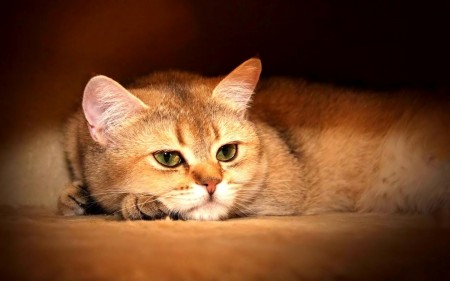 صور قطط صغيرة HD , خلفيات قطط حلوين , صور قطط جميلة جدا