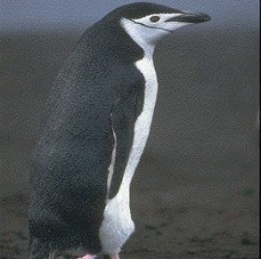    Chinstrap penguin ,   