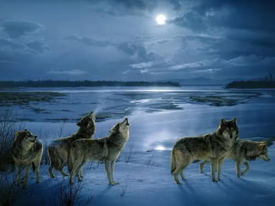 صور ذئاب جميله , خلفيات لعشاق الذئاب HD , صور جميله عن الذئب
