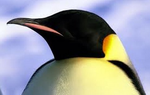       ,   King Penguin