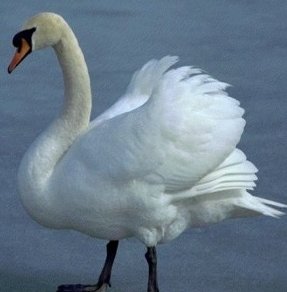      ,     Mute Swan