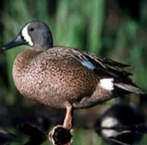      Bluewinged Teal ,      