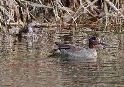     Common Teal ,     