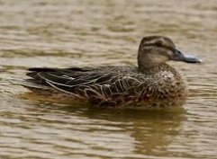     Common Teal ,     