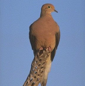    Mourning Dove ,    