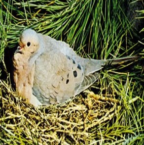    Mourning Dove ,    