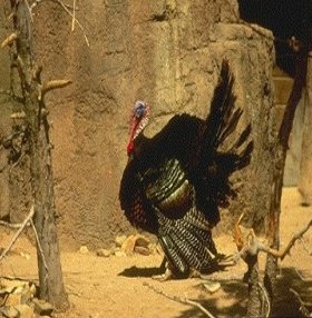     ,    Wild Turkey