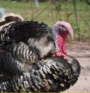 صور رومي الدغل Wild Turkey , معلومات عن طائر الرومى