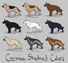 معلومات عن كلب الراعى الألمانى  , صور كلب الراعى الالمانى الأصلى