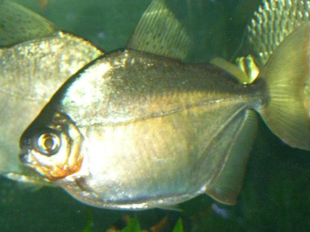 صور سمكة الدولار الفضي Silver Dollar Fish  , معلومات عن سمكة الدولار الفضيه