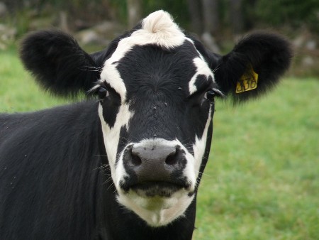 معلومات عن امراض البقر , امراض الابقار و علاجها