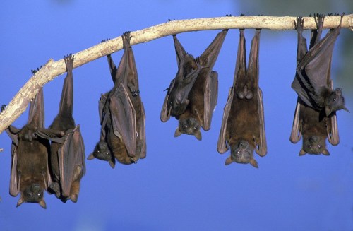 الفرق بين الوطواط و الخفاش , ما يميز الخفاش عن باقي مخلوقات