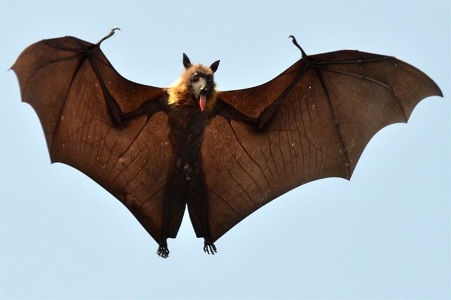 الفرق بين الوطواط و الخفاش , ما يميز الخفاش عن باقي مخلوقات