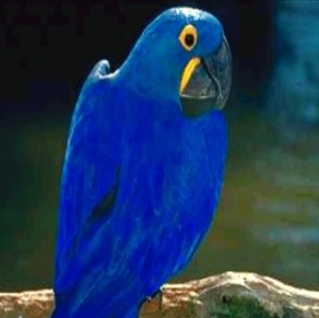         Hayacinth Macaw