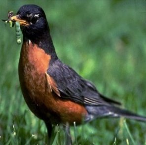 صور و معلومات عن طائر ابو الحناء الامريكى , طائر أبو الحِنّاء الأمريكي American Robin