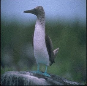         ,     Blue Footed Boobie