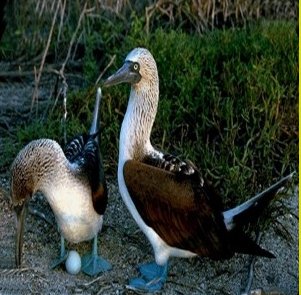         ,     Blue Footed Boobie