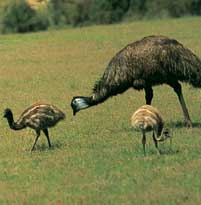      ,   Emu