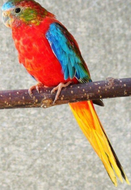       ,   Turquoisine Parrot