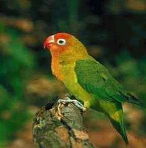         ,     Red-faced Lovebird
