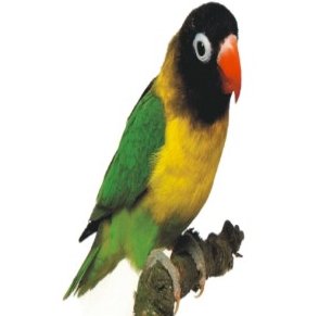        ,    Abyssinian Love Bird