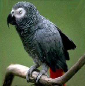        ,    African Grey Parrot