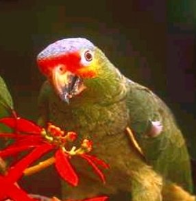        ,    Scarlet-chested Parrot