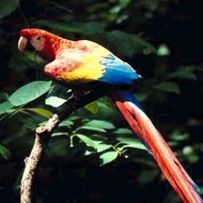         ,     Scarlet Macaw