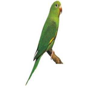        ,    Canary-winged Parakeet