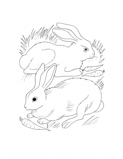      Rabbits Coloring