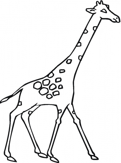      Giraffes Coloring