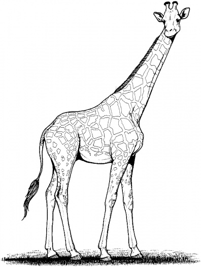      Giraffes Coloring