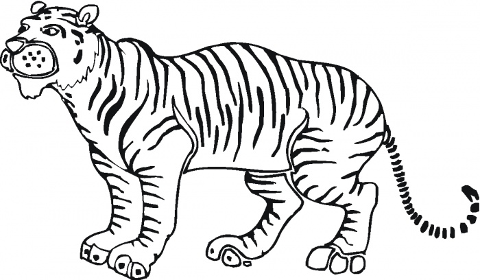       Tigers Coloring