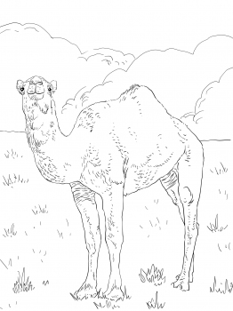    ,      Camels Coloring