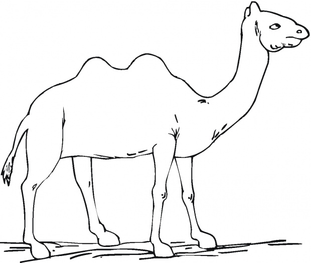 صور جمال مرسومة , لوحات جمال مرسومة جاهزة للتلوين Camels Coloring