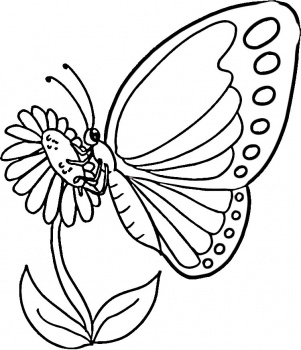    ,      Butterflies Coloring